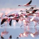 Flamingo in flight, in Kenya.