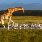Giraffe walking past pelicans in Kenya.