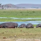 Hippo family by the water in Kenya.