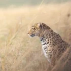 Leopard sat amongst the grass in Kenya.