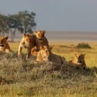 Pride of lions in Kenya.