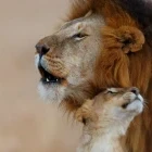 Lion bonding with a cub in Kenya.