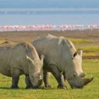 Two rhino in Kenya.
