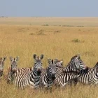 Zebra herd in Kenya.