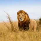 Lion in Kenya