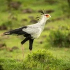 Secretarybird in Kenya
