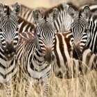 Zebra herd in Kenya