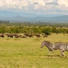 Zebra & buffalo in Kenya
