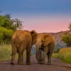 Two elephants on the road in Pilanesberg National Park, South Africa