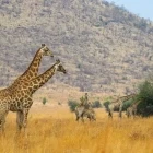 Giraffe in Pilanesberg National Park, South Africa