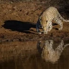 Leopard by a water hole, in Pilanesberg National Park, South Africa