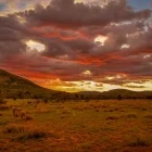Lion in Pilanesberg National Park, South Africa