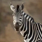 Zebra in Pilanesberg National Park, South Africa