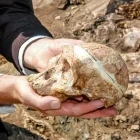 Holding a skull at the Cradle of Humankind, Johannesburg, South Africa
