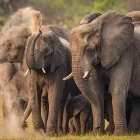 Elephant herd in Kafue National Park, Zambia