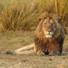 Lion in Kafue National Park, Zambia