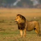 Lion in Kafue National Park, Zambia