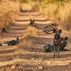 Wild dog pack in Kafue National Park, Zambia