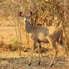 Kudu in Lower Zambezi National Park, Zambia
