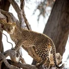 Leopard in Lower Zambezi National Park, Zambia