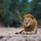 Lion in Lower Zambezi National Park, Zambia