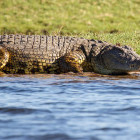 Crocodile in Chobe River, Botswana