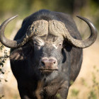 Buffalo in Chobe, Botswana