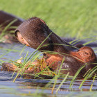 Hippo swimming in Botswana