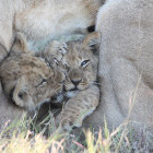 Lion cubs in Botswana.