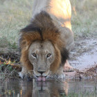 Lion drinking in Botswana.
