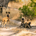 African Wild Dogs in Moremi Game Reserve, Botswana