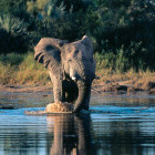 Elephant in Moremi Game Reserve, Botswana