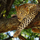 Leopard in a tree, Moremi Game Reserve, Botswana