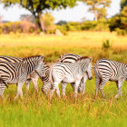 Zebra grazing in Moremi Game Reserve, Botswana