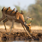 Impala and red-billed buffalo weavers in Botswana