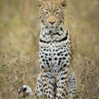 Leopard in the Okavango Delta, Botswana