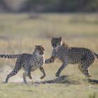 Cheetah pair in Moremi Game Reserve, Botswana