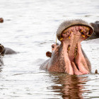 Hippo in Moremi Game Reserve, Botswana
