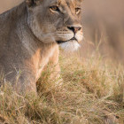 Lioness in Moremi Game Reserve, Botswana
