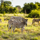 Zebra herd in Moremi Game Reserve, Botswana