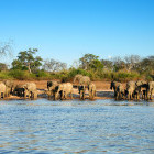 Elephant herd in Okavango Delta, Botswana