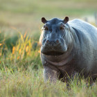 Hippo in the Okavango Delta, Botswana