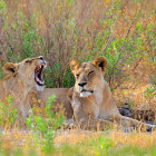 Lioness pair in the Okavango Delta, Botswana