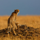 Cheetah and cub in Kenya