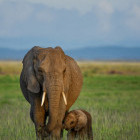 Elephant family in Kenya