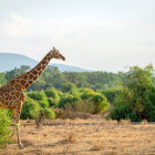 Giraffe in Kenya