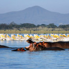Hippo and pelicans in Lake Naivasha, Kenya