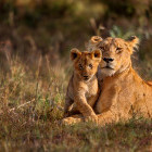 Lioness and cub in Kenya