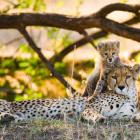 Cheetah and cub in Kenya