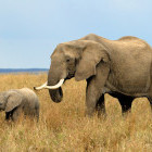 Elephant family in Kenya